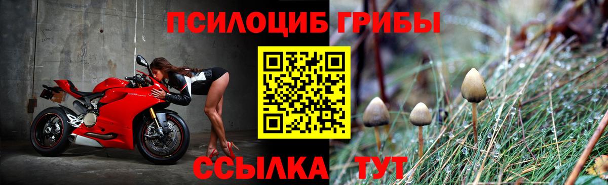 Псилоцибиновые грибы Cubensis Котлас